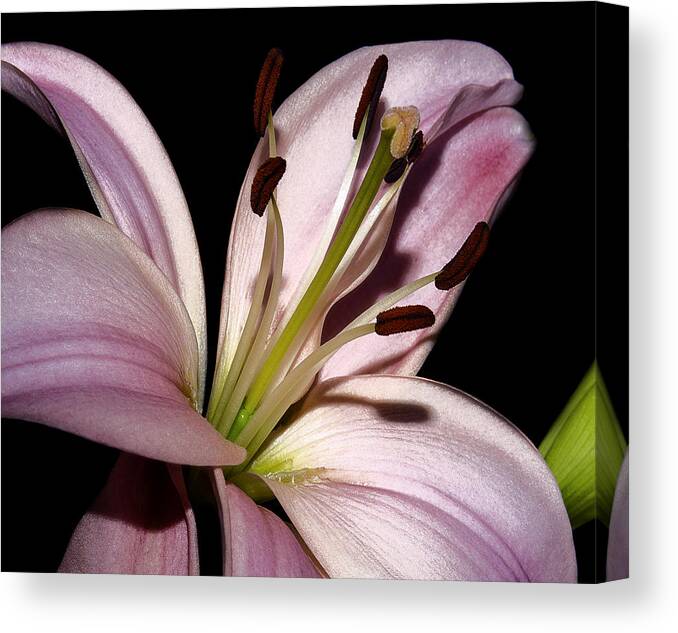 Shadow Canvas Print featuring the photograph My Pink Acquisition by Camille Lopez