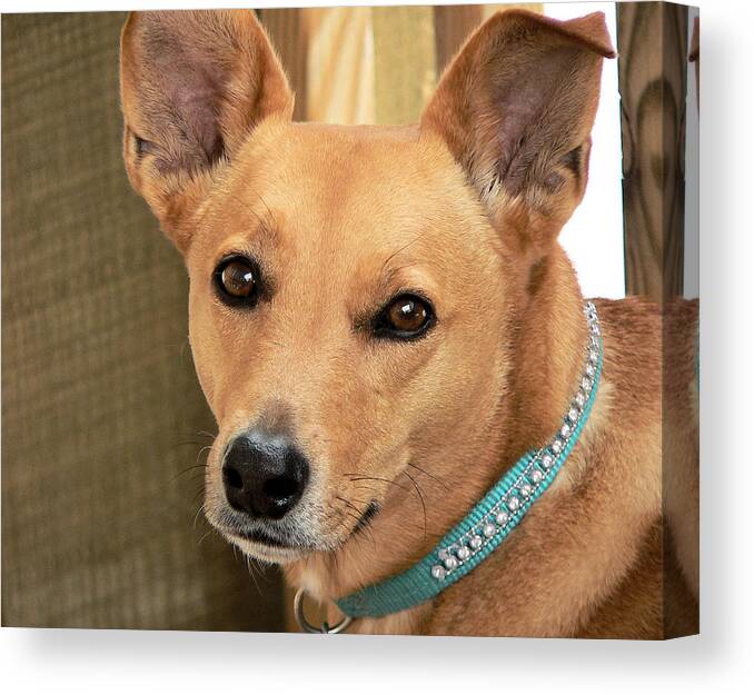 Dog-cookie One Canvas Print featuring the photograph Dog - Cookie One by Kathy K McClellan