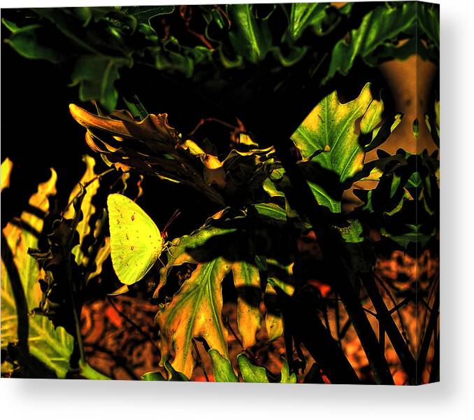 Butterfly Canvas Print featuring the photograph Nature's colors by Pete Rems