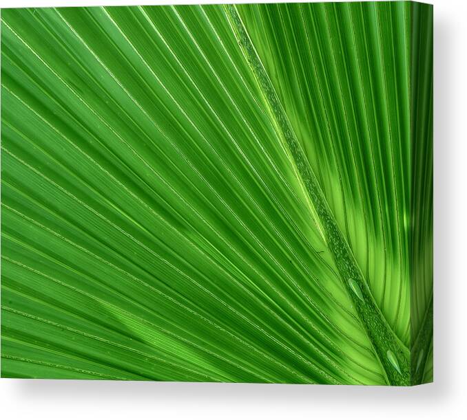Palm Canvas Print featuring the photograph Neon Palm Reader by Sean Allen