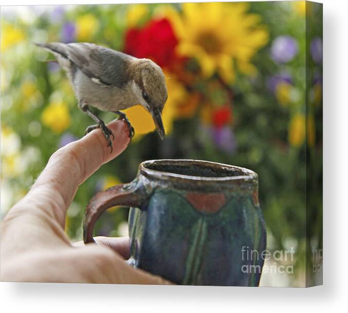 Nuthatch Bird Photography Canvas Print featuring the photograph Nuthatch Bird on Finger Photo by Luana K Perez