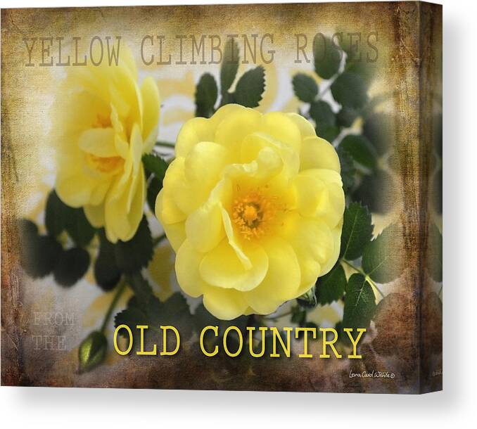 May Canvas Print featuring the photograph Old Country Roses by Lena Wilhite