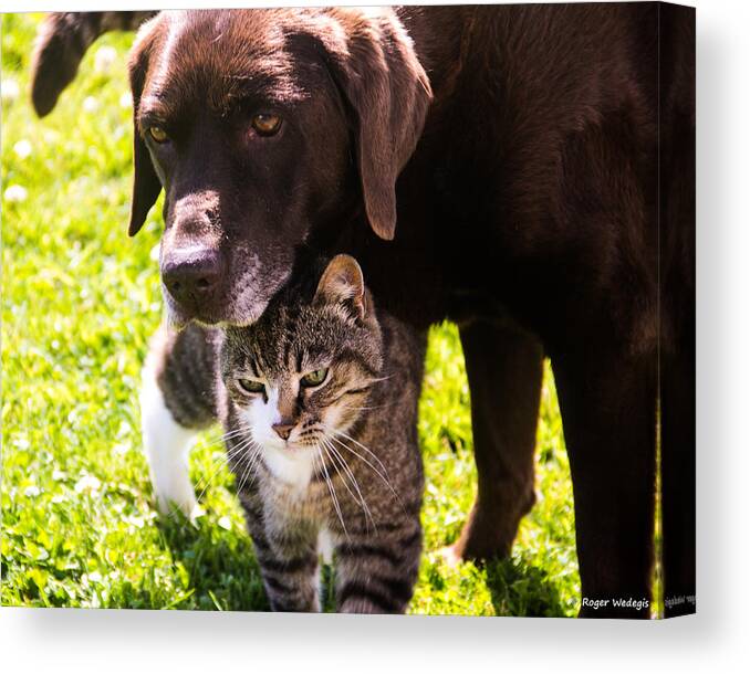 Cat Canvas Print featuring the photograph Old Friends by Roger Wedegis