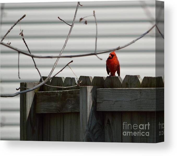 Cardinal Canvas Print featuring the photograph On The Fence by Alys Caviness-Gober