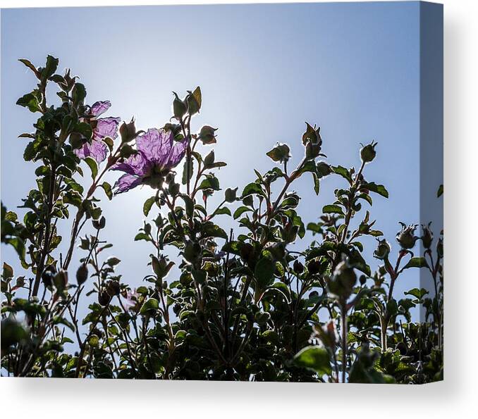 Flora Canvas Print featuring the photograph One nice day by Sergey Simanovsky