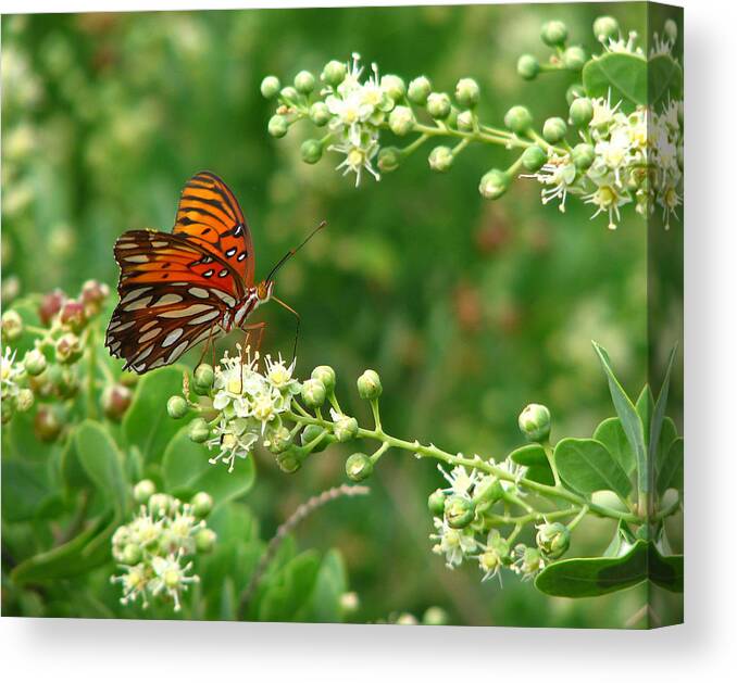 Butterfly Canvas Print featuring the photograph Orange Butterfly by Marcia Socolik