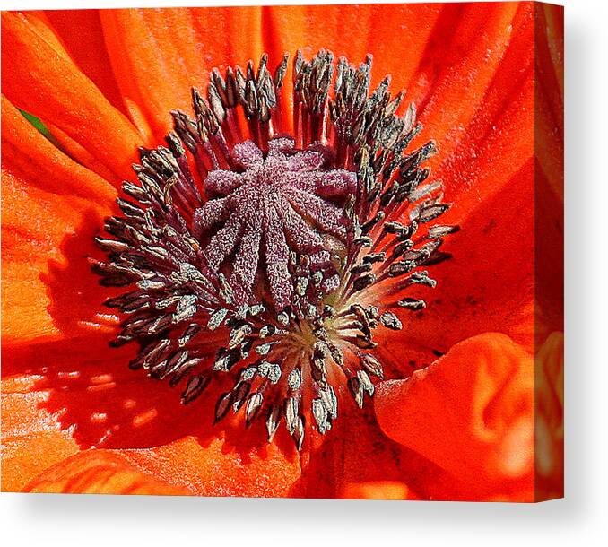 Nature Canvas Print featuring the photograph Orange Poppy by William Selander