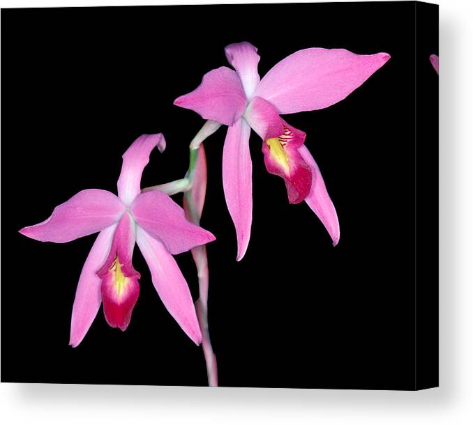 Flower Canvas Print featuring the photograph Orchid 1 by Andy Shomock