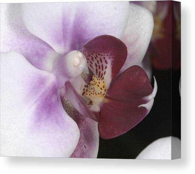 Orchid Canvas Print featuring the photograph Orchid 503 by Wesley Elsberry