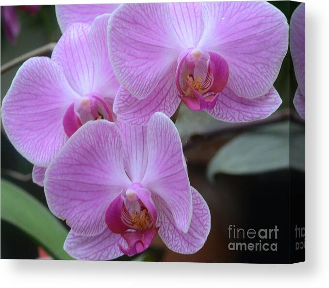 #orchid # Orchids #flower Canvas Print featuring the photograph Orchid Beauties by Kathleen Struckle