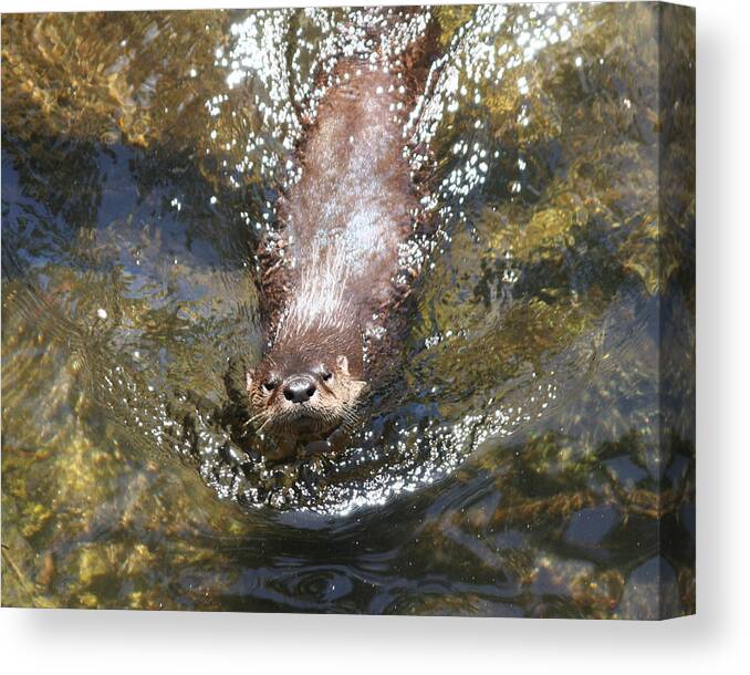 Otter Canvas Print featuring the photograph Otter in Florida by Jean Clark