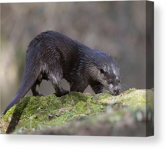 Photo Canvas Print featuring the photograph Otter by Tony Mills