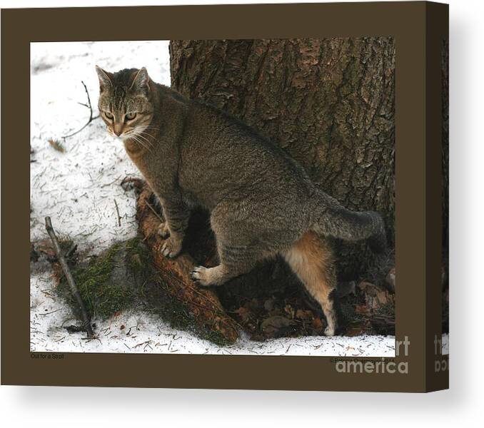 Cat Canvas Print featuring the photograph Out for a Stroll by Patricia Overmoyer