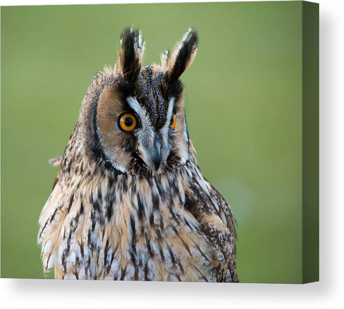 Animals Canvas Print featuring the photograph Owl Portrait by Dennis Dame