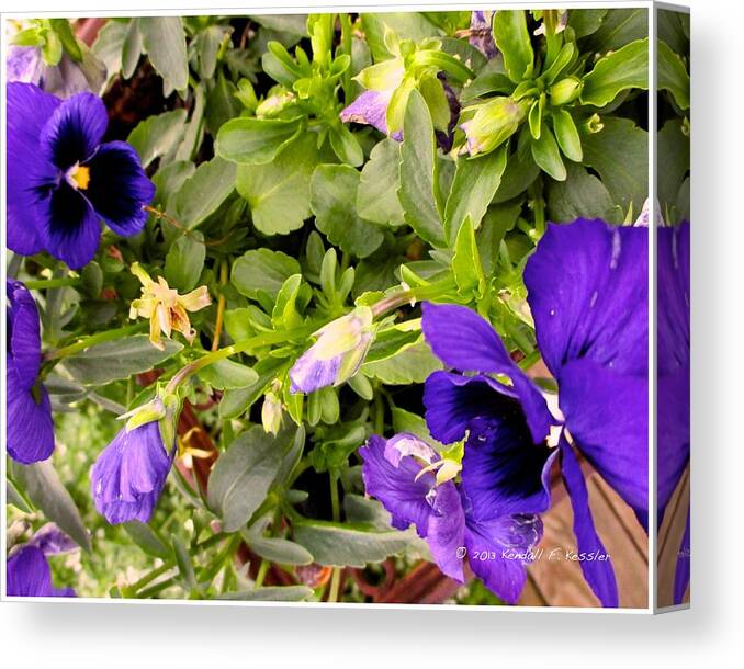 Purple Canvas Print featuring the photograph Pansy Curve by Kendall Kessler
