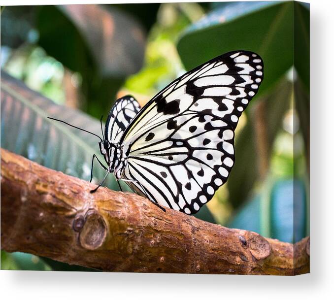 Macro Canvas Print featuring the photograph Paper Kite by Bill Pevlor