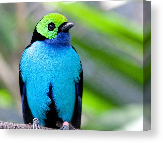 Tanager Canvas Print featuring the photograph Paradise Tanager by Nathan Rupert