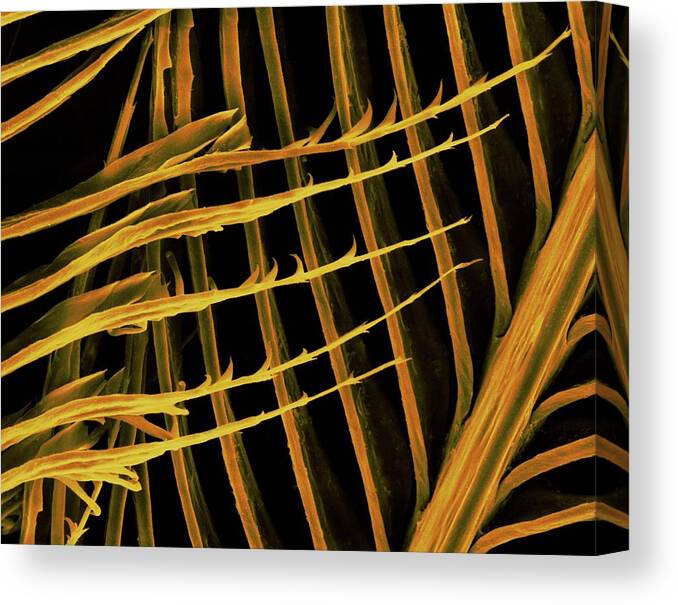 Feather Canvas Print featuring the photograph Parrot (ara Ararauna) by Dennis Kunkel Microscopy/science Photo Library