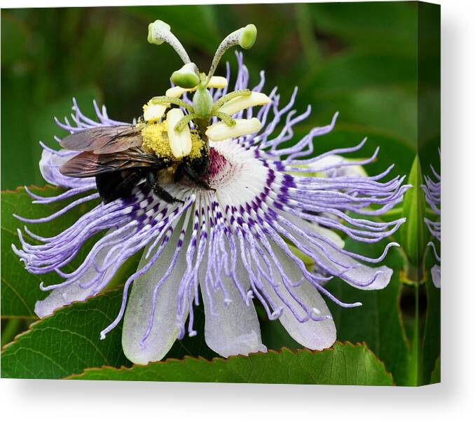 Passion Flower Canvas Print featuring the photograph Passion Flower and Bee by Randi Kuhne