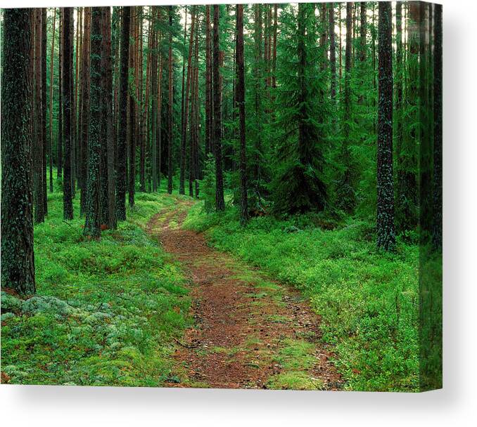 Path Through Forestry. Canvas Print featuring the photograph Path Through Forestry. by Bjorn Svensson/science Photo Library