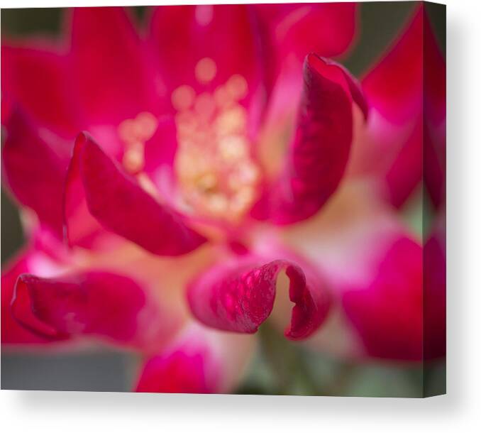 Rose Canvas Print featuring the photograph Patterned Petals by Priya Ghose