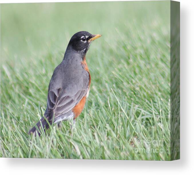 Christian Canvas Print featuring the photograph Peaceful Robin by Anita Oakley