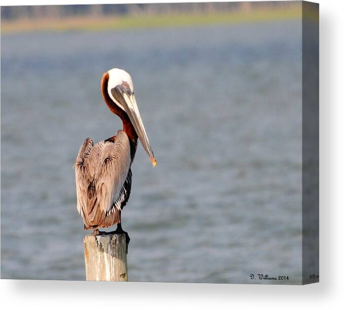 Pelican Canvas Print featuring the photograph Pelican eyes the photographer by Dan Williams