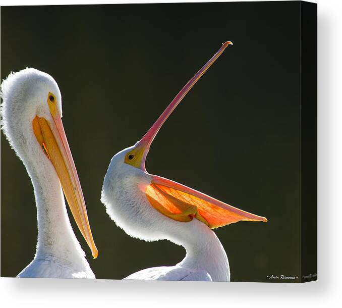 Pelicans Canvas Print featuring the photograph Pelican Yawn by Avian Resources