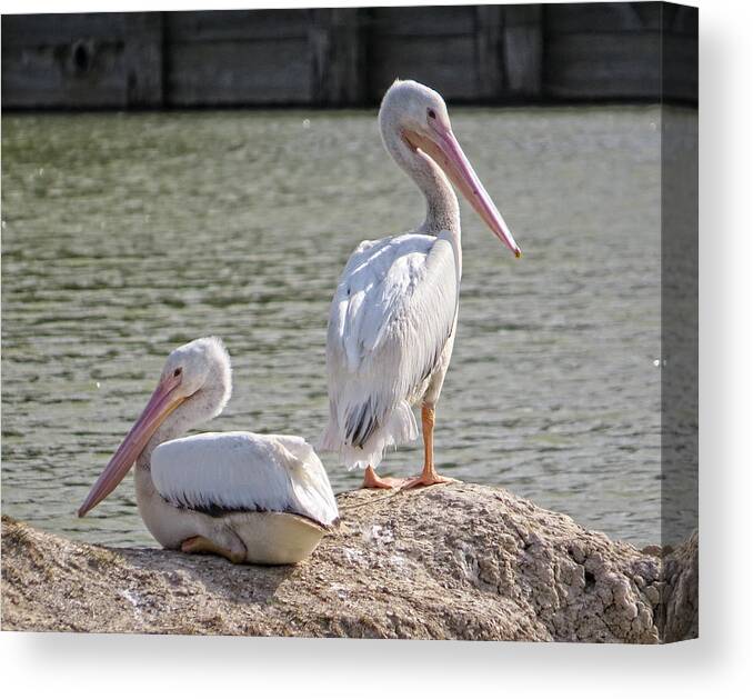 American White Pelicans Canvas Print featuring the photograph Pelicans By The Pair by Ella Kaye Dickey