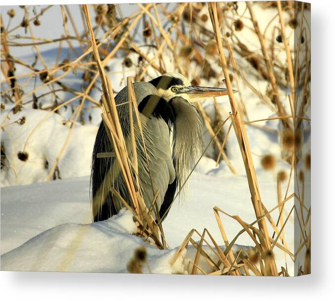 Heron Canvas Print featuring the photograph Penguin Heron by Roxie Crouch