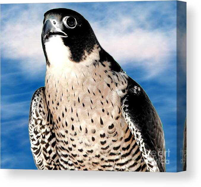 Peregrine Falcon Canvas Print featuring the photograph Peregrine Falcon by Rose Santuci-Sofranko