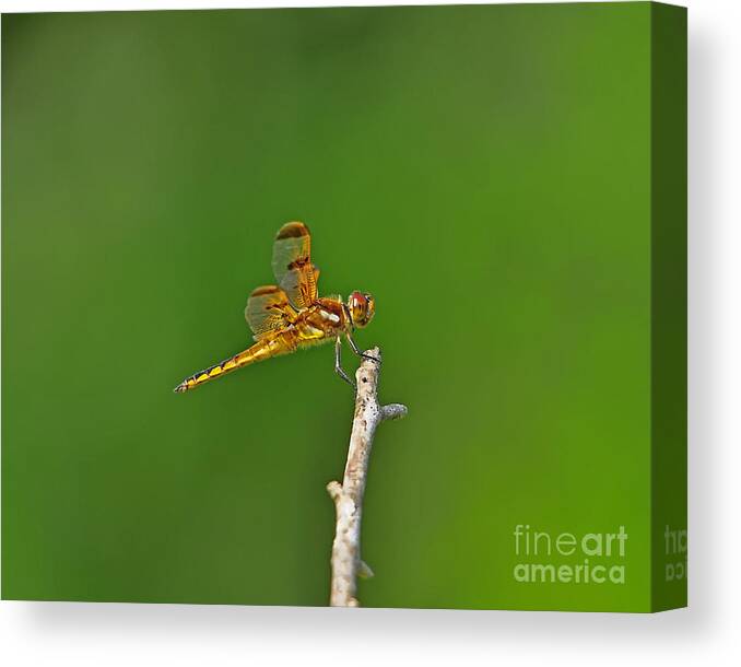 Dragonfly Canvas Print featuring the photograph Perfect Painted by Al Powell Photography USA