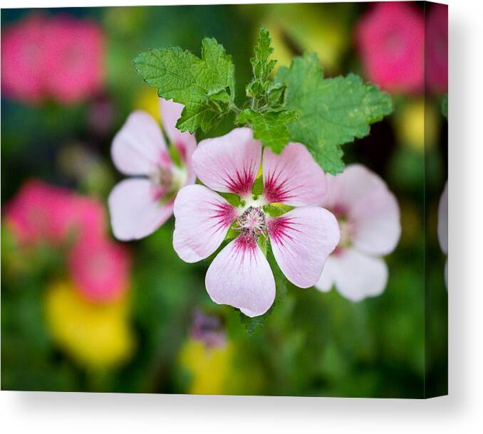 Purple Canvas Print featuring the photograph Petal Power by Bill Pevlor