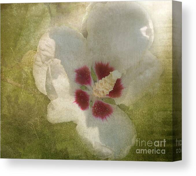 White Flower Canvas Print featuring the photograph Petals in Shadows by Kathi Mirto