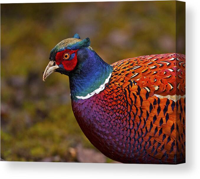 Pheasant Canvas Print featuring the photograph Pheasant by Paul Scoullar