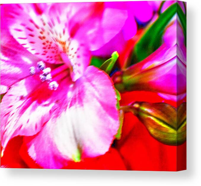 Pink Canvas Print featuring the photograph Pink Bouquet by Jody Lane