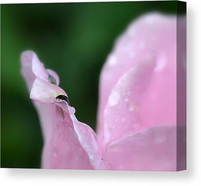Macro Canvas Print featuring the photograph Pink Dreams by Michelle Ayn Potter
