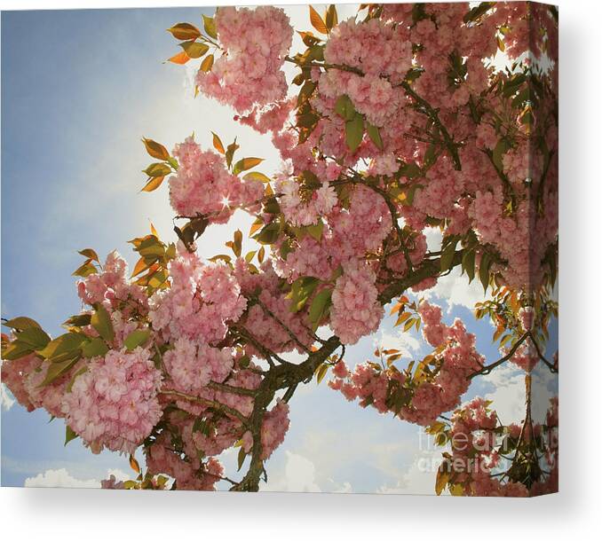 Pink Canvas Print featuring the photograph Pink by Edmund Nagele FRPS