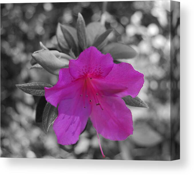 Abstract Canvas Print featuring the photograph Pink Flower 2 by Maggy Marsh