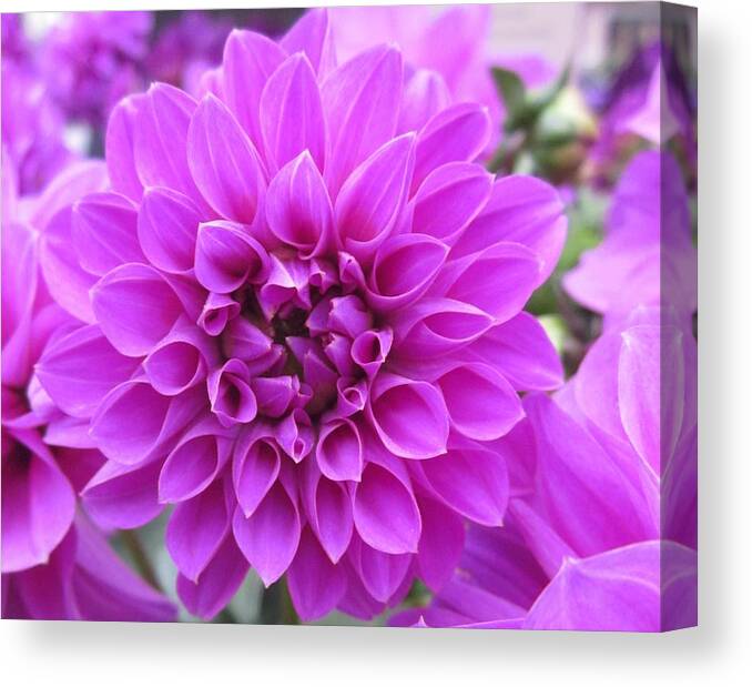 Dahlia Canvas Print featuring the photograph Pink Lady by Rosita Larsson