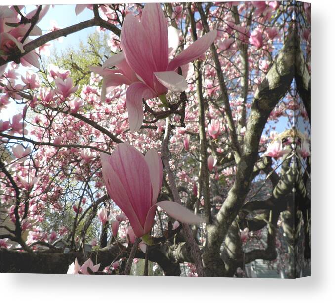 Magnolia Tree Canvas Print featuring the photograph Pink Magnolias by Kate Gallagher