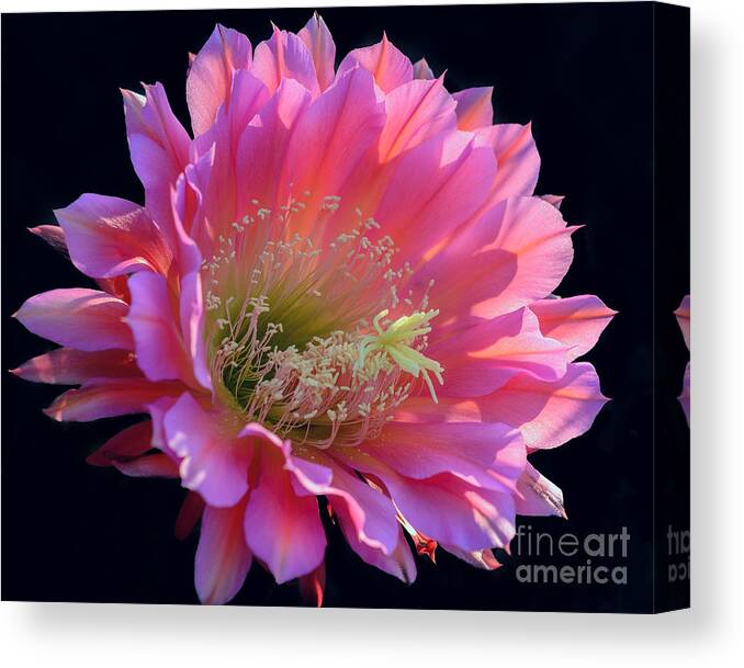 Pink Cactus Flower Canvas Print featuring the photograph Pink Night Blooming Cactus Flower by Tamara Becker