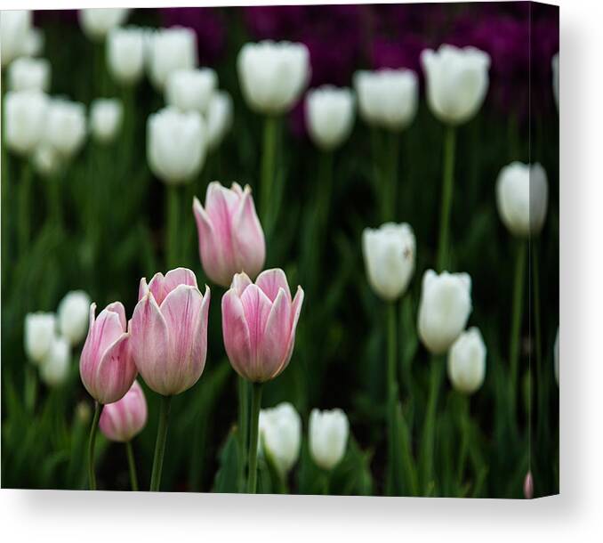Canada Canvas Print featuring the photograph Pinkies by Levin Rodriguez