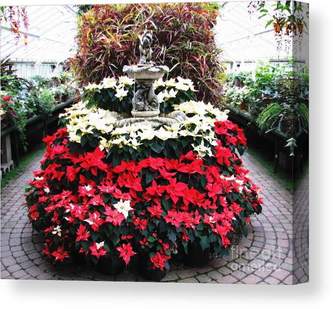 Botanical Gardens Canvas Print featuring the photograph Poinsettias at Botanical Gardens with Oil Painting Effect by Rose Santuci-Sofranko