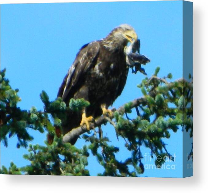 Oregon Canvas Print featuring the photograph Poor Bird 2 by Gallery Of Hope 