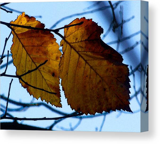 Poplar Canvas Print featuring the photograph Poplar Leaves by Timothy Bulone