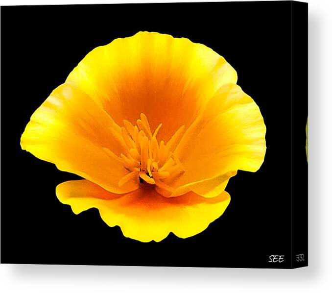 California Poppy Canvas Print featuring the photograph Poppy Portrait by Susan Eileen Evans