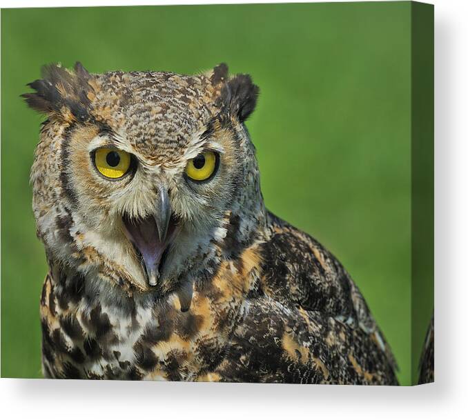 Great Horned Owl Canvas Print featuring the photograph Predator by Tony Beck