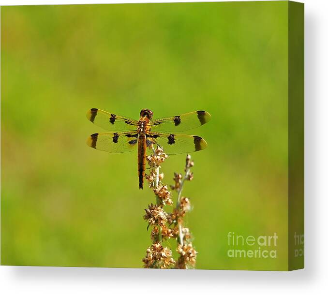 Dragonfly Canvas Print featuring the photograph Pretty Painted by Al Powell Photography USA