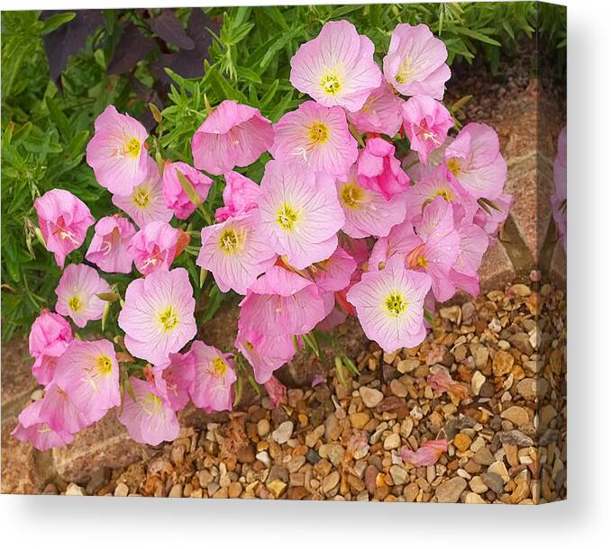 Rose Canvas Print featuring the photograph Pretty Pink Rock Roses in the Rain by Gill Billington